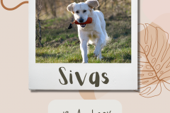 Wissenswertes zu Sivas